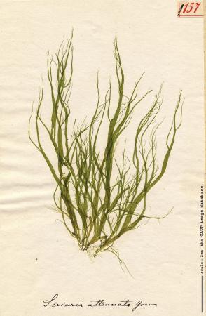 Striaria attenuata 157.jpg